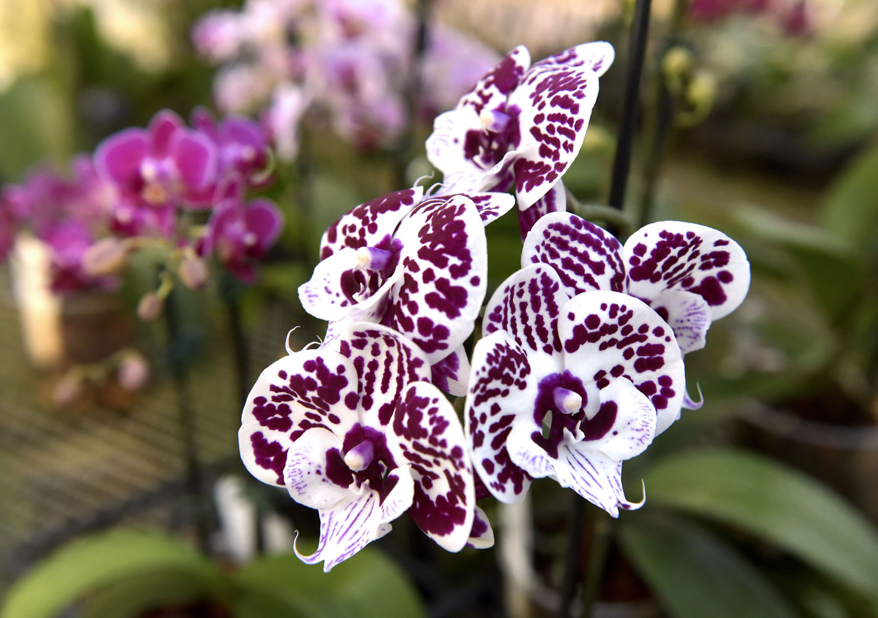 little brook orchids03.jpg